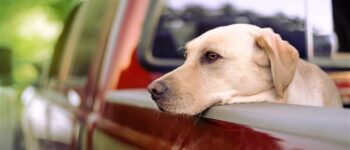 Dog in pickup truck