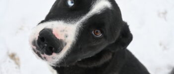 Dog 44
