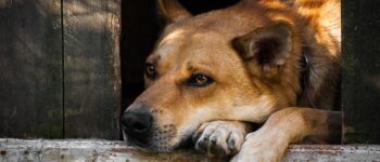 Dog Stockimage 5