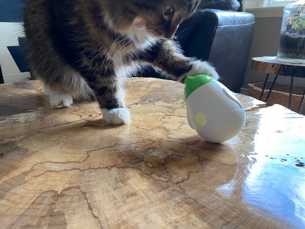 Cat playing with a feeding toy.
