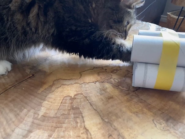 Cat playing with a homemade food puzzle.