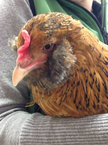 Close up of Person holding Chicken