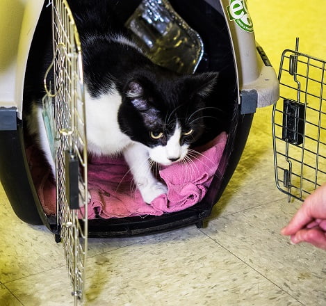 Cat in pet carrier peaking out.