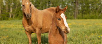 Two horses standing in a green field with trees in the background.