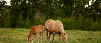 A horse and foal grazing peacefully in a green field with yellow flowers, surrounded by trees