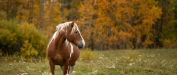 A healthy horse standing in a grassy field during autumn with colorful fall foliage in the background.