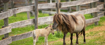 Young horse and foal standing near a wooden fence in a grassy paddock, with trees in the background.