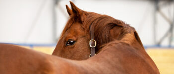 Close-up of a Foxy the horse with a shiny coat and a bridle, standing in a stable with a blurred background.