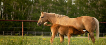 A healthy adult horse and foal grazing in a lush green pasture with trees in the background.