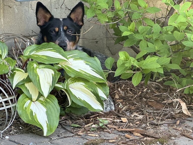 Dog, Ruby, sitting in the garden.