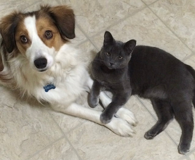 Brown and White dog and grey cat laying together on the floor.