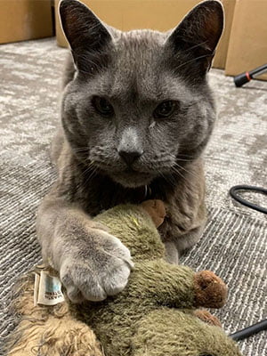 Grey cat playing with an enrichment toy.
