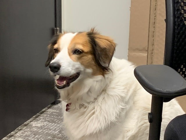 brown and white dog smiling and sitting in an office setting.