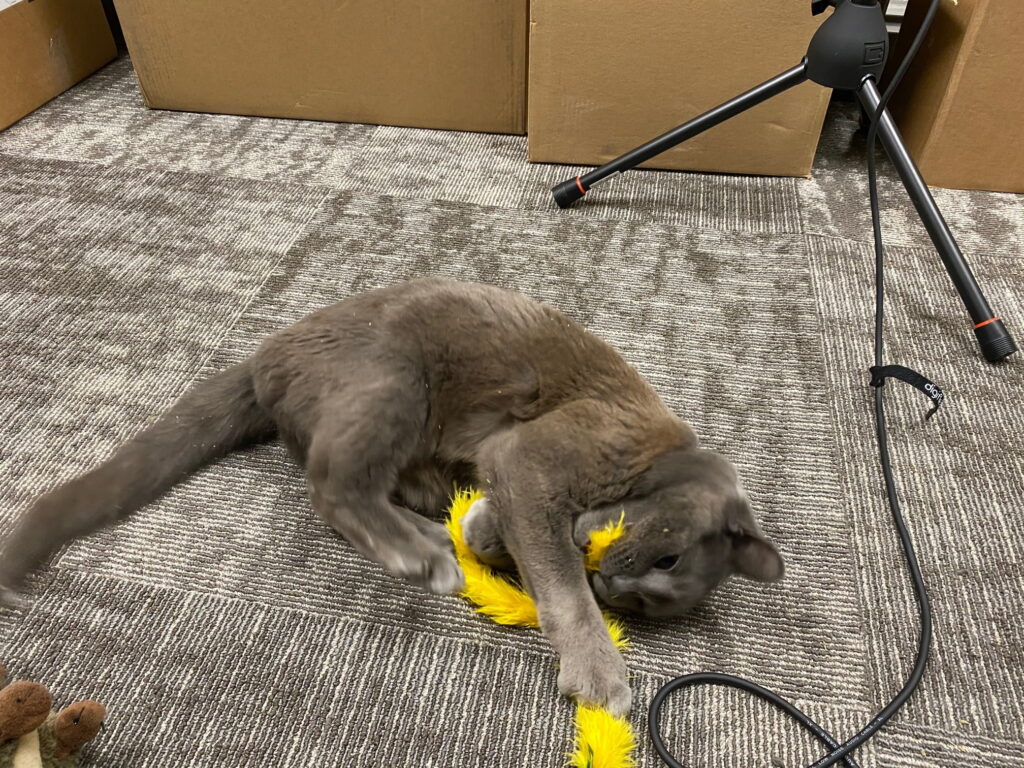 Grey Cat rolling around playing.