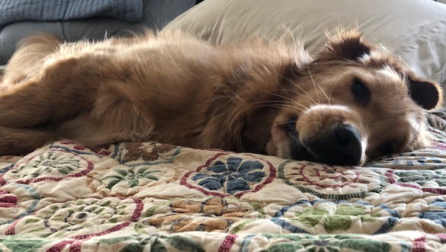 Quinn on bed