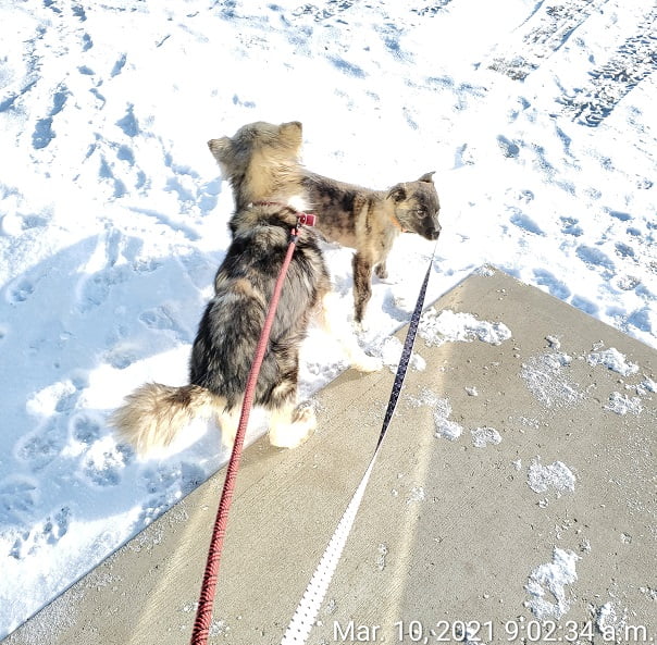 Dogs on a leash running in the snow.