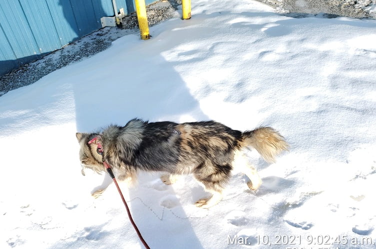 Dogs on a leash running in the snow.