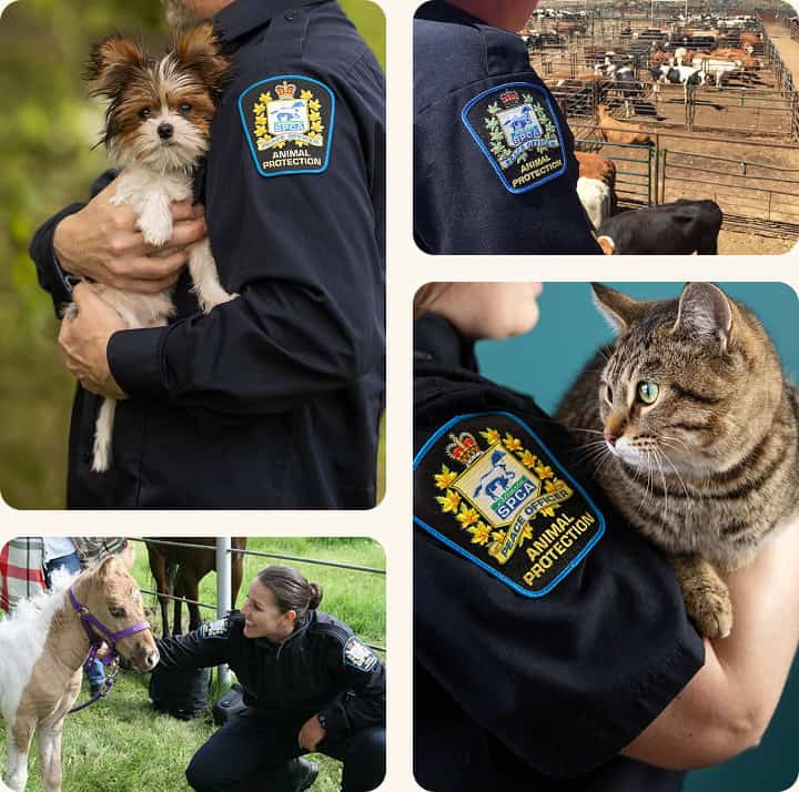 Collage of peace officers holding animals
