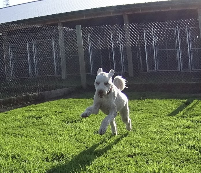 pepper5