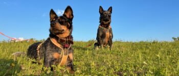 Two dogs, Ruby and Badger, sitting together in a grassy field