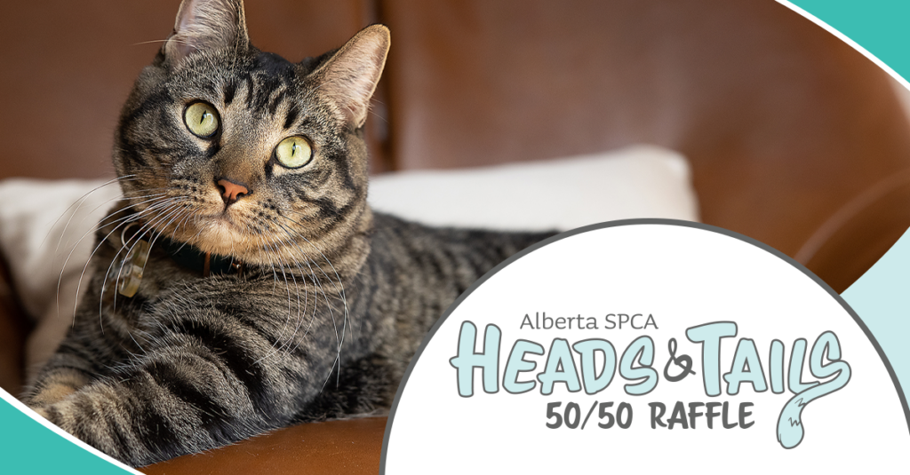 Photo of a grey tabby cat laying on a chair