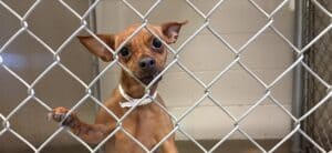 Dog MiniaturePinscher 2026 3
