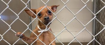 A Miniature Pinscher standing in a shelter kennel with one paw on the kennel door.