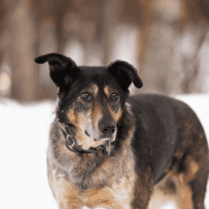 Black and brown dog standing outside in the snow.