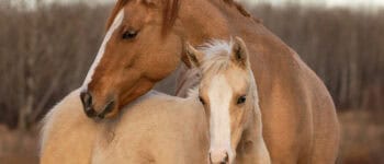 The image shows an adult horse and a foal standing outdoors in a natural setting, with the adult horse gently resting its head on the foal.