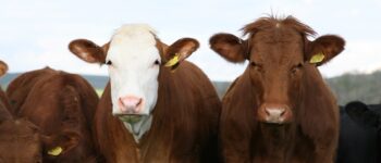 Two cows outside, side by side looking at the camera with other cattle in the back.