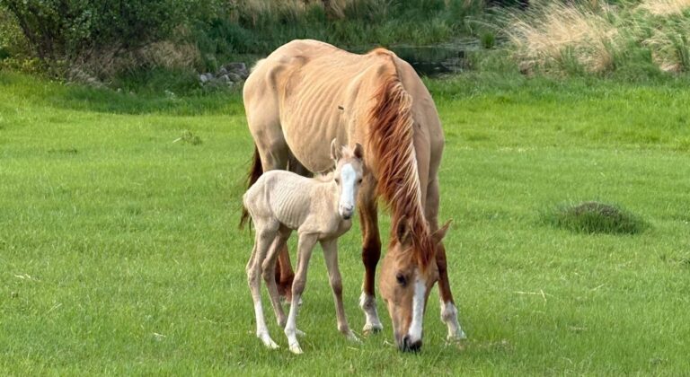 The image shows an adult horse and a foal standing outdoors in a natural setting.