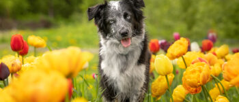 Black and Grey Dog looking at the camera with it's head tilted and tongue out. Dog is is sitting in a field of yellow tulips.