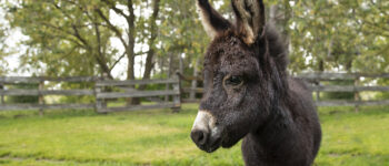 Donkey outside in a grassy field with a fence in the back.