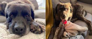 Two images. One image on the left is the brown dog laying down. The second image on the right is the Brown dog laying down with the sun brightening his face.