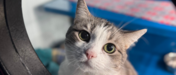 grey and white cat with a light-colored coat and striking eyes, peering through a circular opening in a shelter environment.