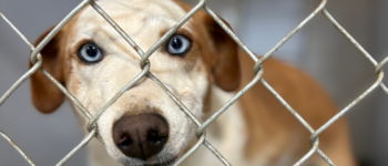 Dog in a shelter or rescue