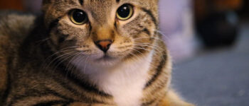 Cat lying down, looking into the camera.