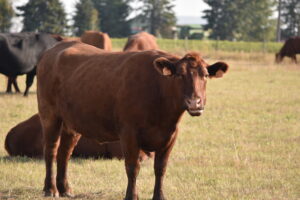 Cattle 2024 23