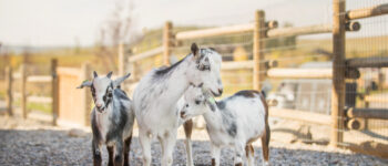 Group of three goats, including a white and black adult and two kids, standing on gravel with a wooden fence in the background.
