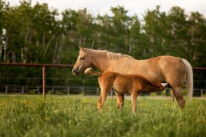 Horse Nibbs Palamino