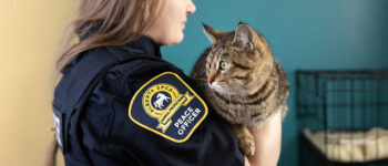 Peace Officer holding cat with the Peace officers flash being shown