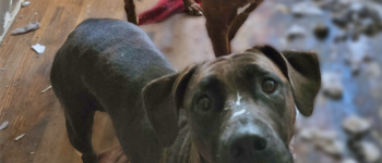Two dogs in unsafe conditions, in a messy house.