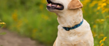 Yellow Labrador retriever sitting outside with flowers and grass in the background.