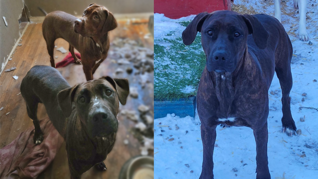 Two dogs in unsafe conditions, in a messy house.