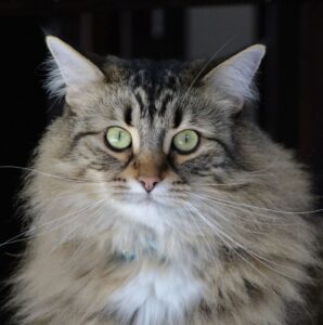 What Happens After a Rescue? 2 Cat 2018 7 e1781122896618