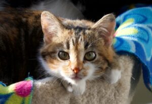 Alberta's Animal Prohibition Orders 3 tabby cat with green eyes lying on a soft surface, looking at the camera, with a colorful blanket in the background.