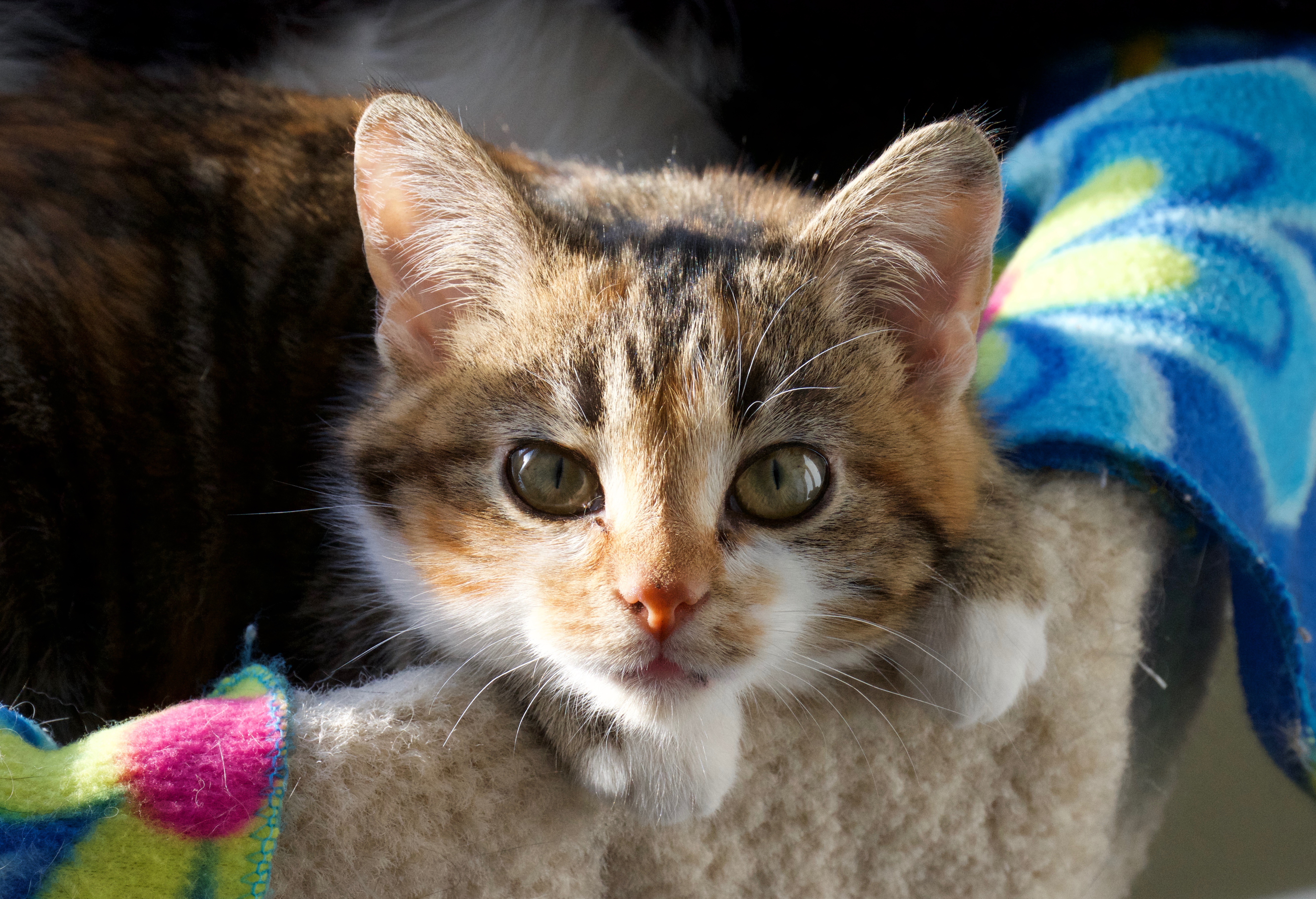 Cat 2019 4