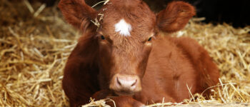 brown calf with a white spot on its forehead resting on straw bedding in a barn.