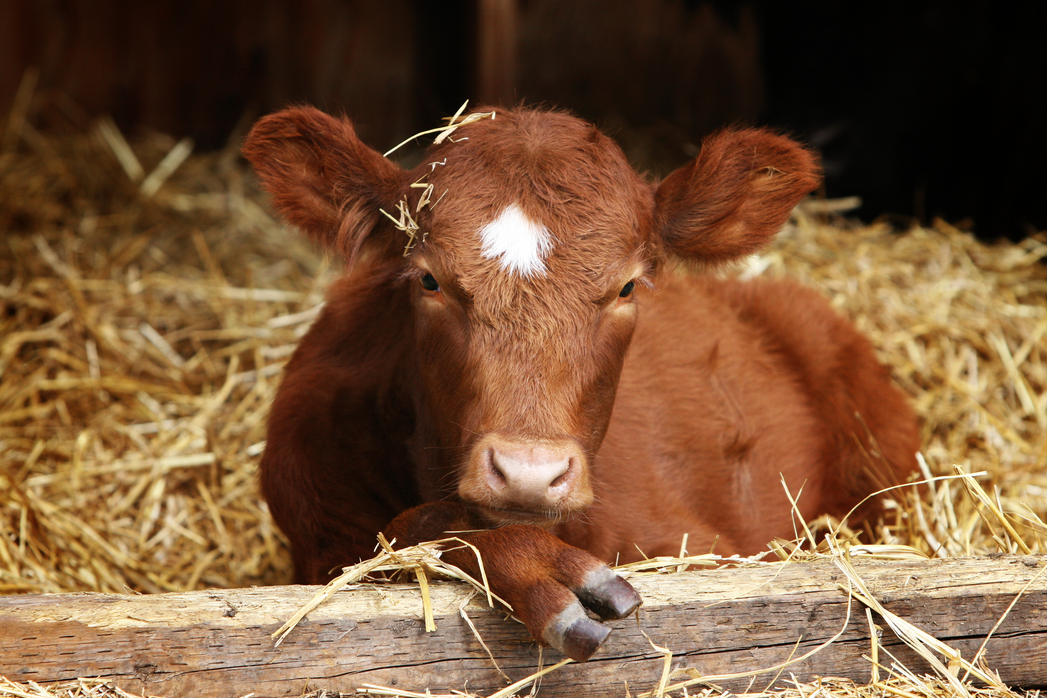 What Happens After a Rescue? 3 Cattle Ginger 2019