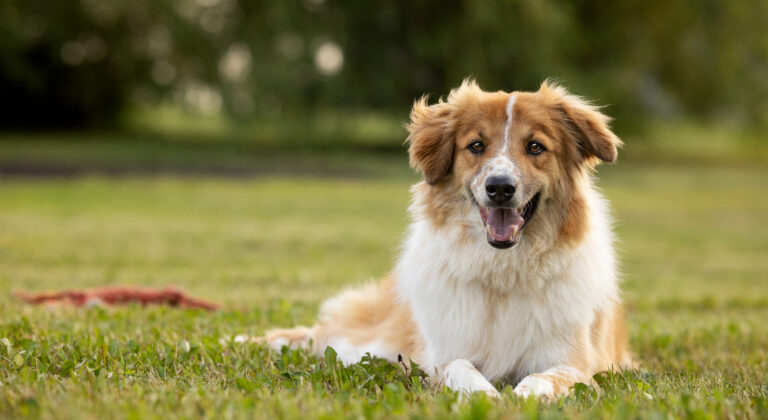 Happy Australian Shepherd lying on green grass in a park.